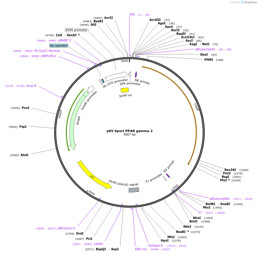 8862-plasmid-map-sequence-id-183824