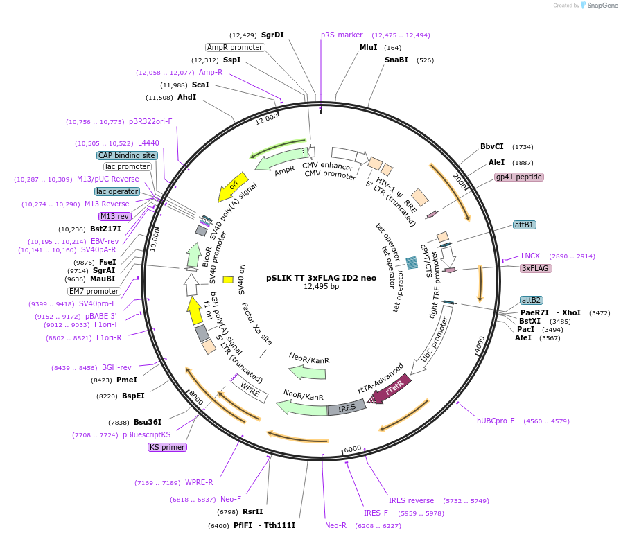 98393-plasmid-map-sequence-id-183830