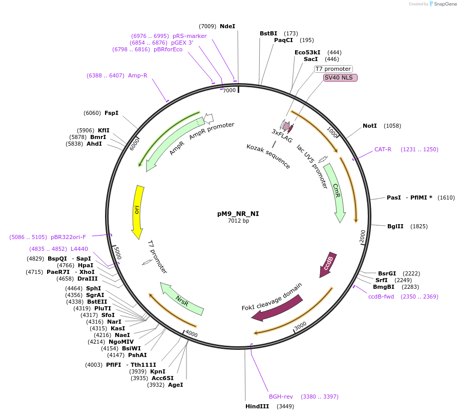 90422-plasmid-map-sequence-id-183832