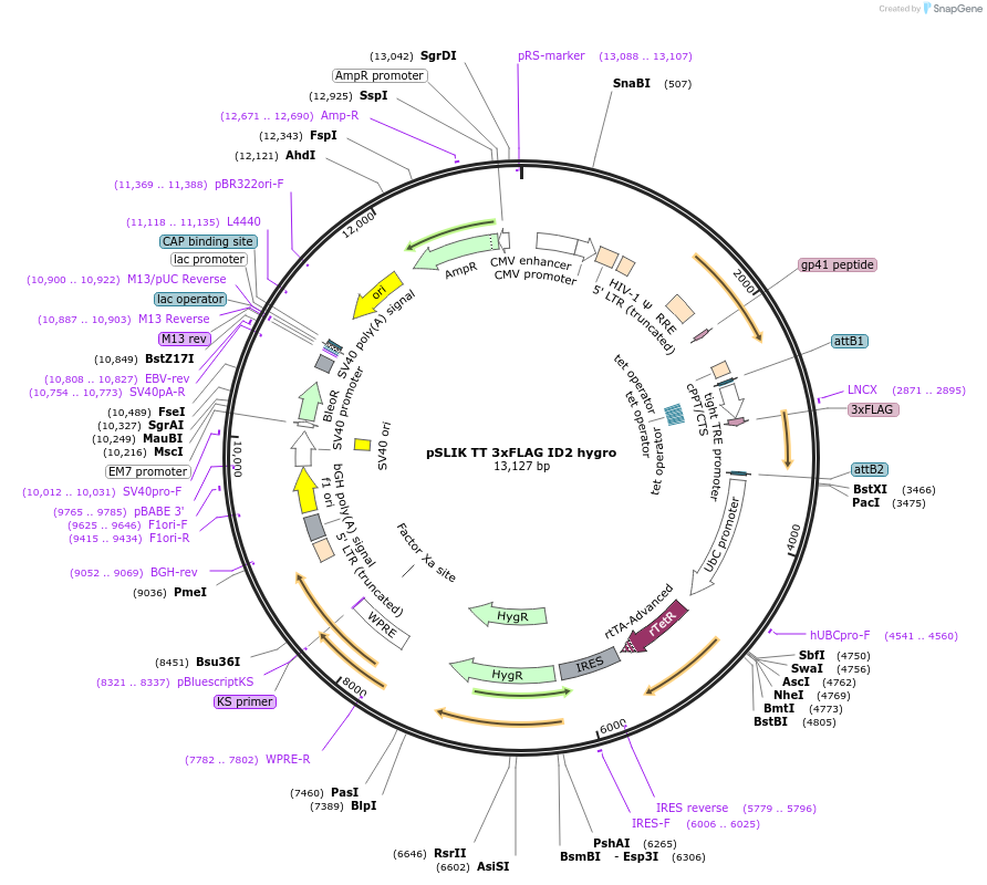 98394-plasmid-map-sequence-id-183868