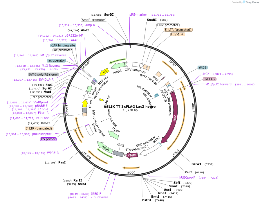98395-plasmid-map-sequence-id-183913