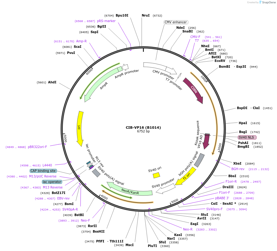 92036-plasmid-map-sequence-id-183932