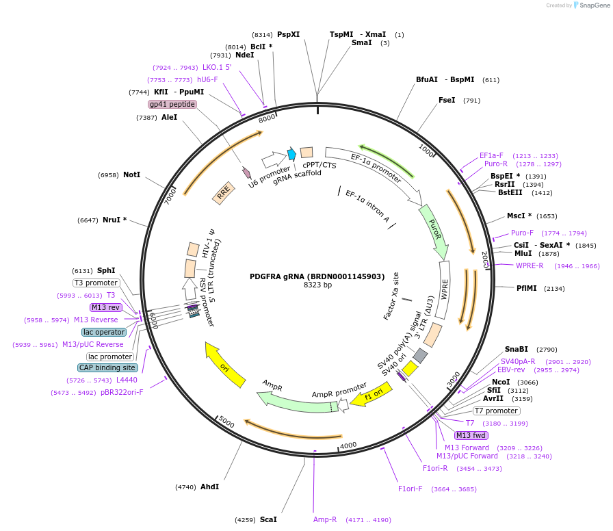 75492-plasmid-map-sequence-id-183988