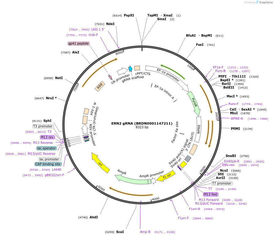 75846-plasmid-map-sequence-id-184682