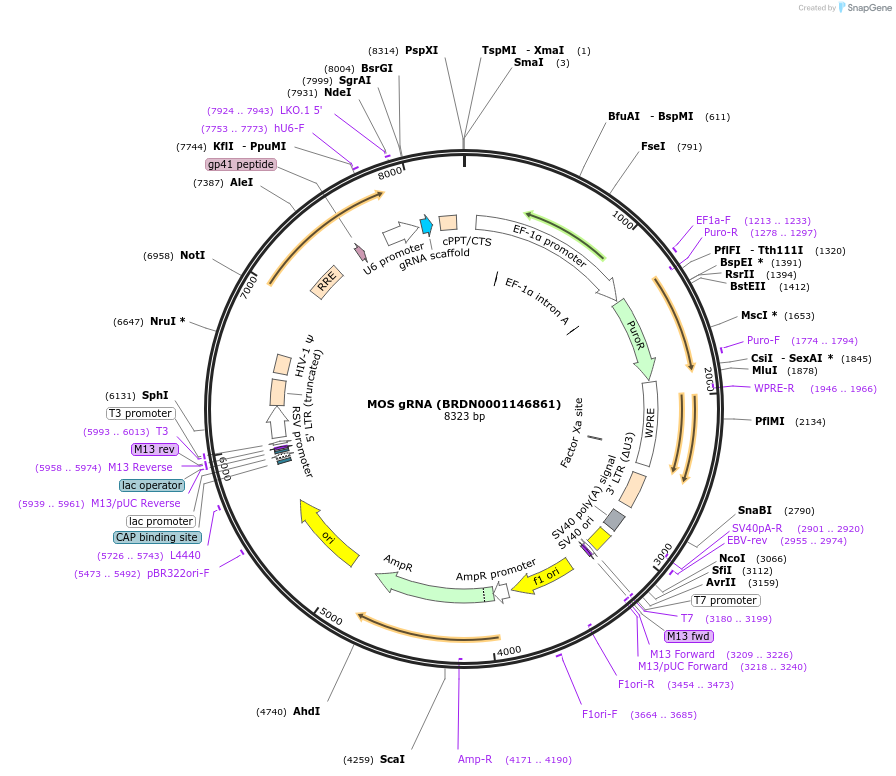 75931-plasmid-map-sequence-id-184850