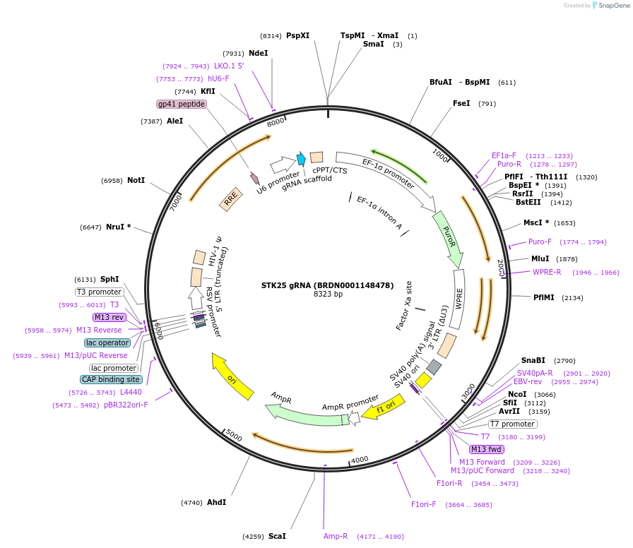 75958-plasmid-map-sequence-id-184904
