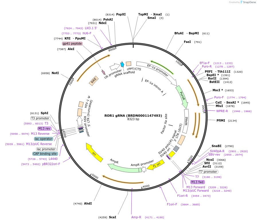 76042-plasmid-map-sequence-id-185068