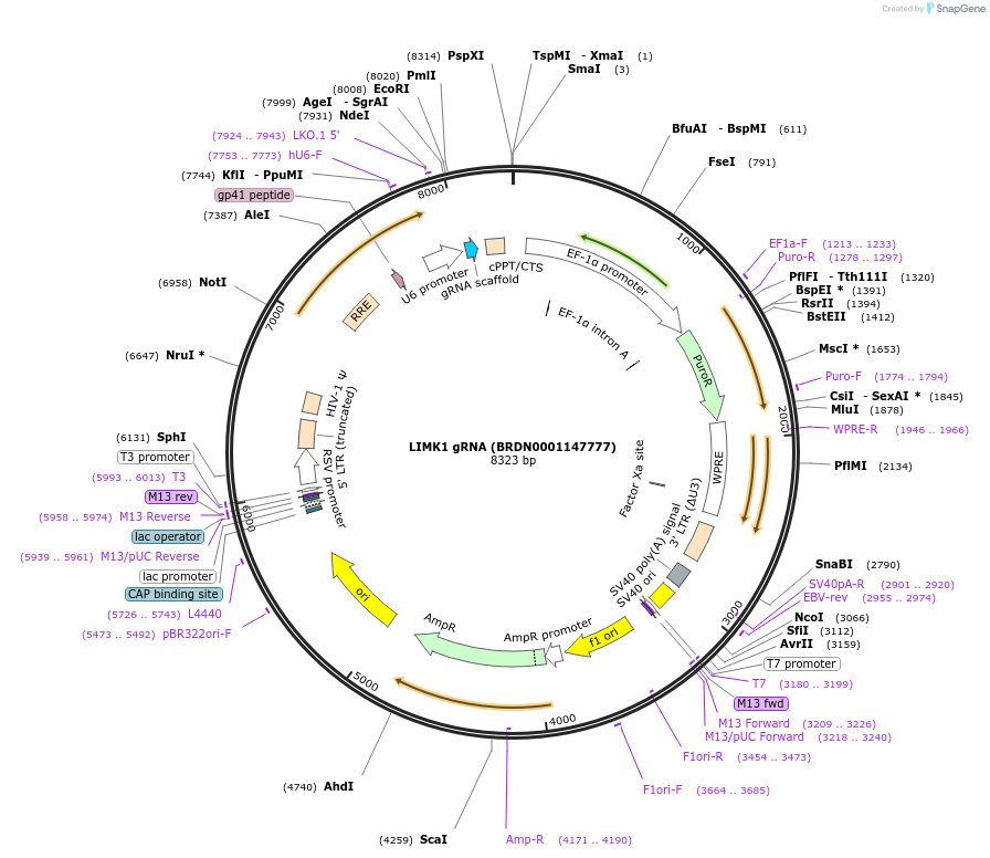 76049-plasmid-map-sequence-id-185082
