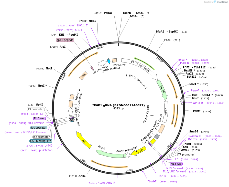 76138-plasmid-map-sequence-id-185260