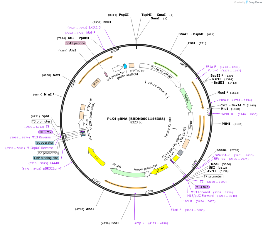 76234-plasmid-map-sequence-id-185444