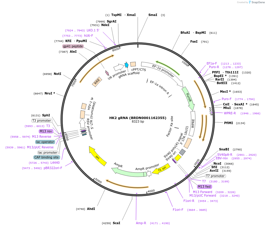 76311-plasmid-map-sequence-id-185596