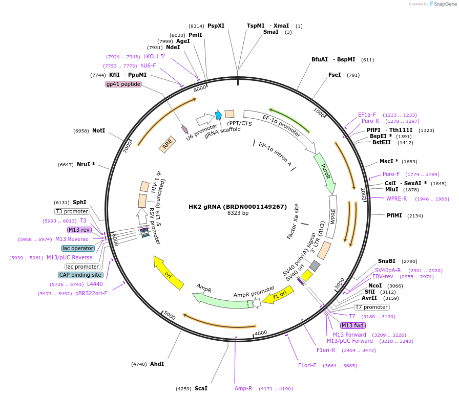 76312-plasmid-map-sequence-id-185598