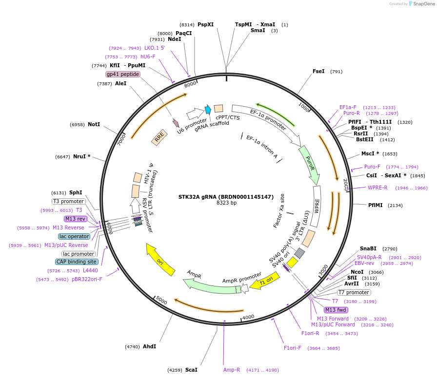76475-plasmid-map-sequence-id-185910