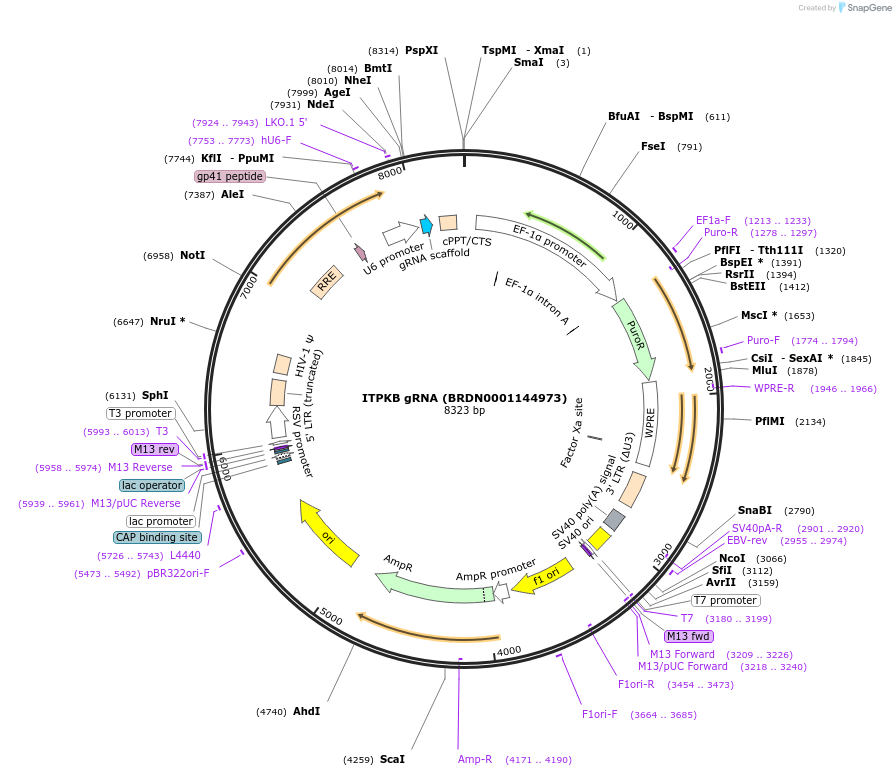 76872-plasmid-map-sequence-id-186672