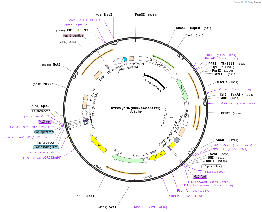 76875-plasmid-map-sequence-id-186678