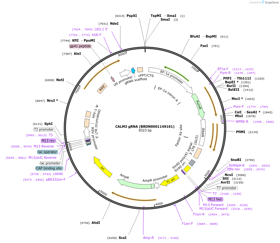 76889-plasmid-map-sequence-id-186706