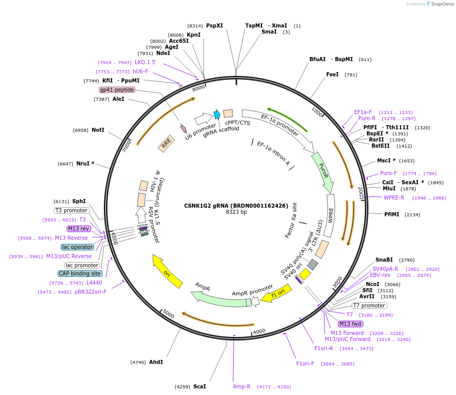 76991-plasmid-map-sequence-id-186902