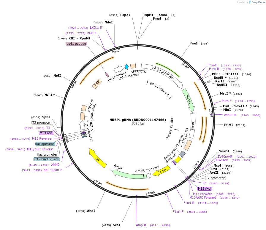 77017-plasmid-map-sequence-id-186954