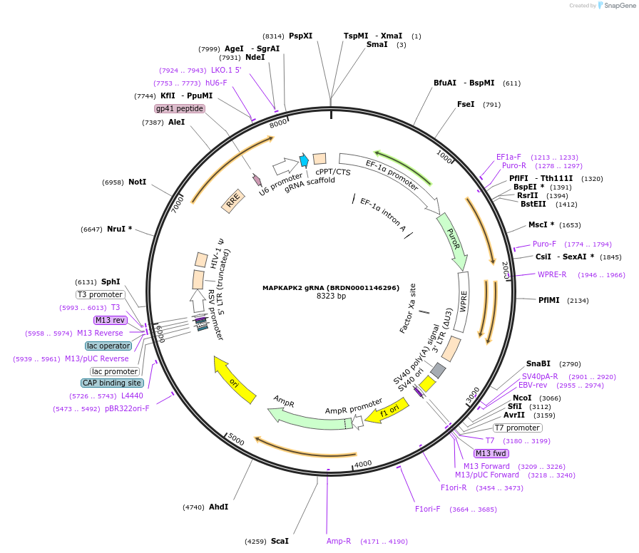 77208-plasmid-map-sequence-id-187320