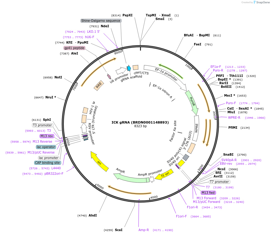 77413-plasmid-map-sequence-id-187714