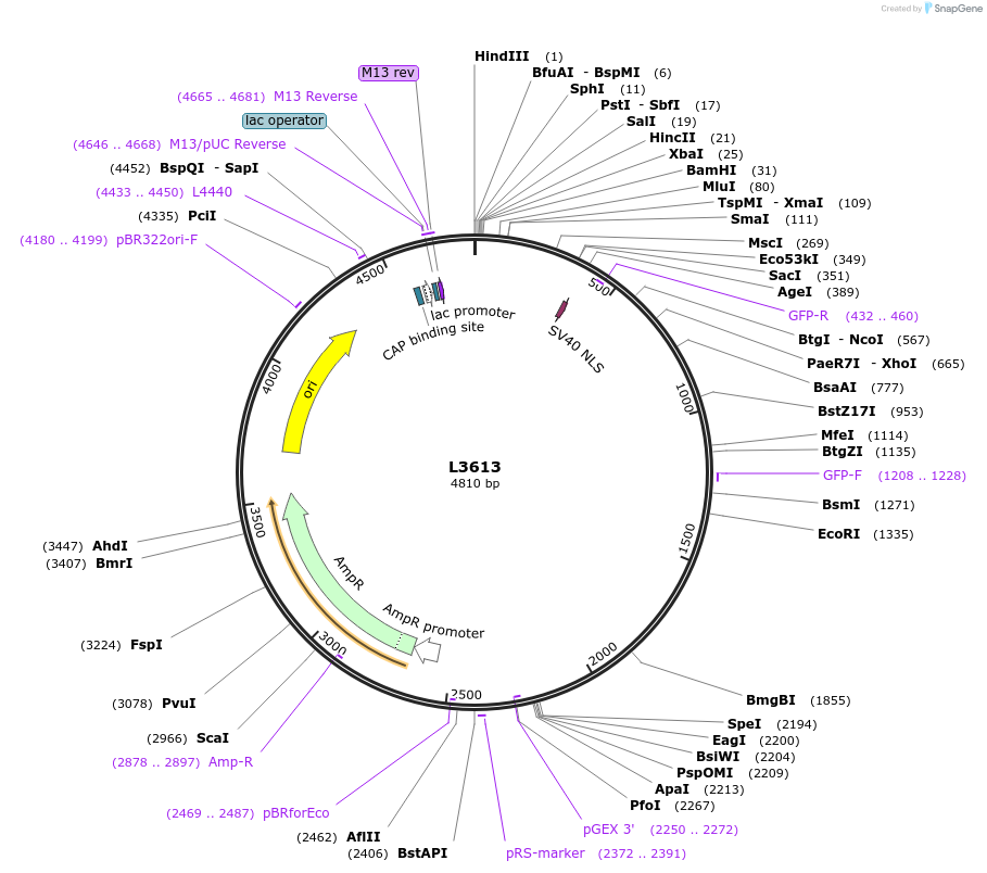 1578-plasmid-map-sequence-id-188