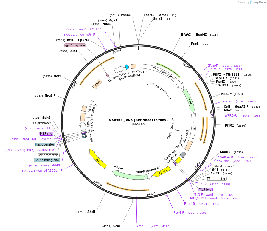 77600-plasmid-map-sequence-id-188078