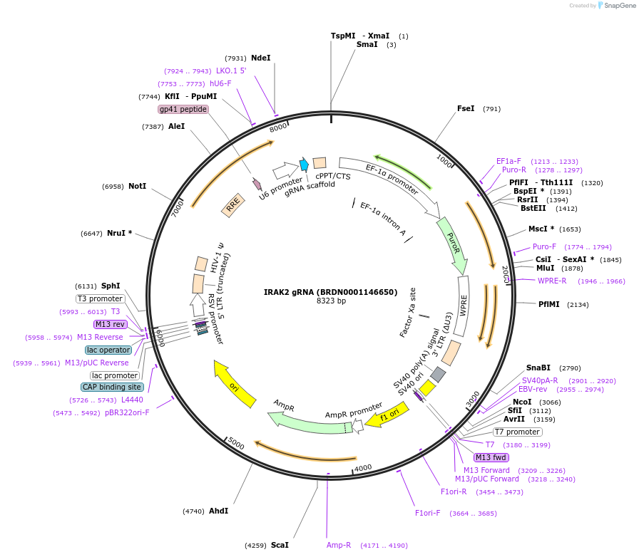 77729-plasmid-map-sequence-id-188316