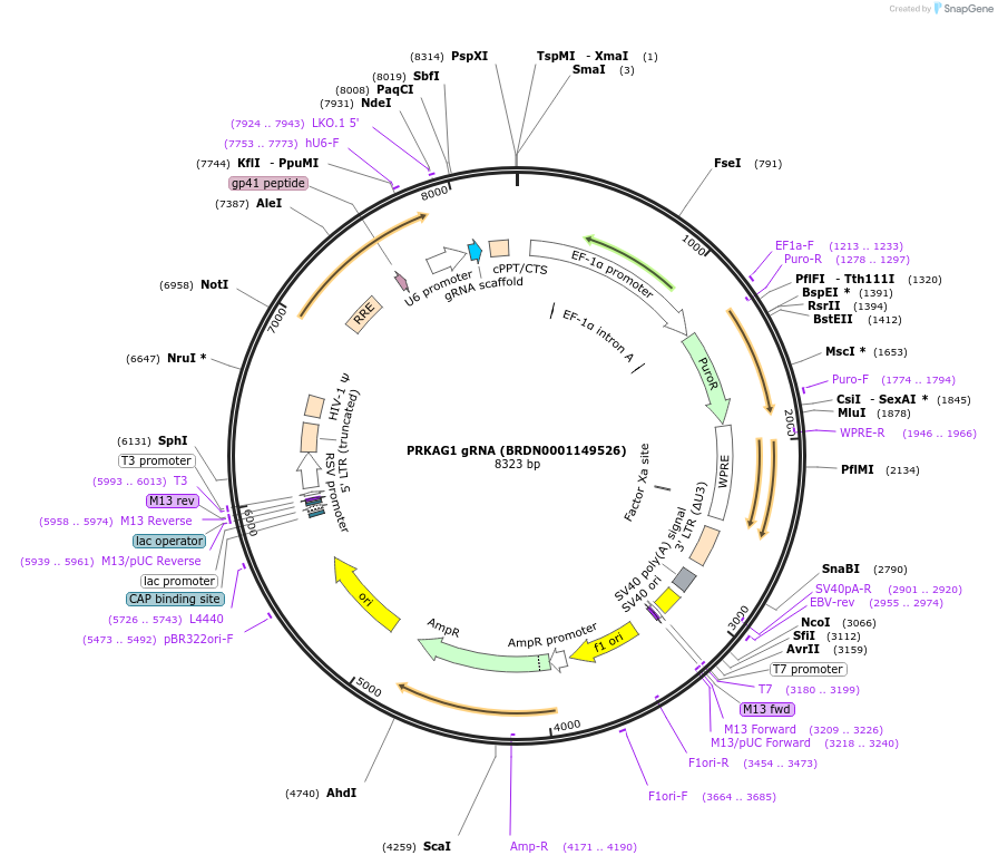 77746-plasmid-map-sequence-id-188346
