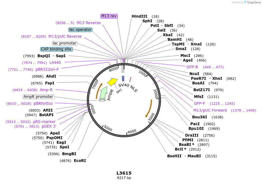1579-plasmid-map-sequence-id-189