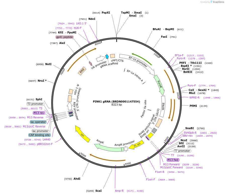 78035-plasmid-map-sequence-id-189071