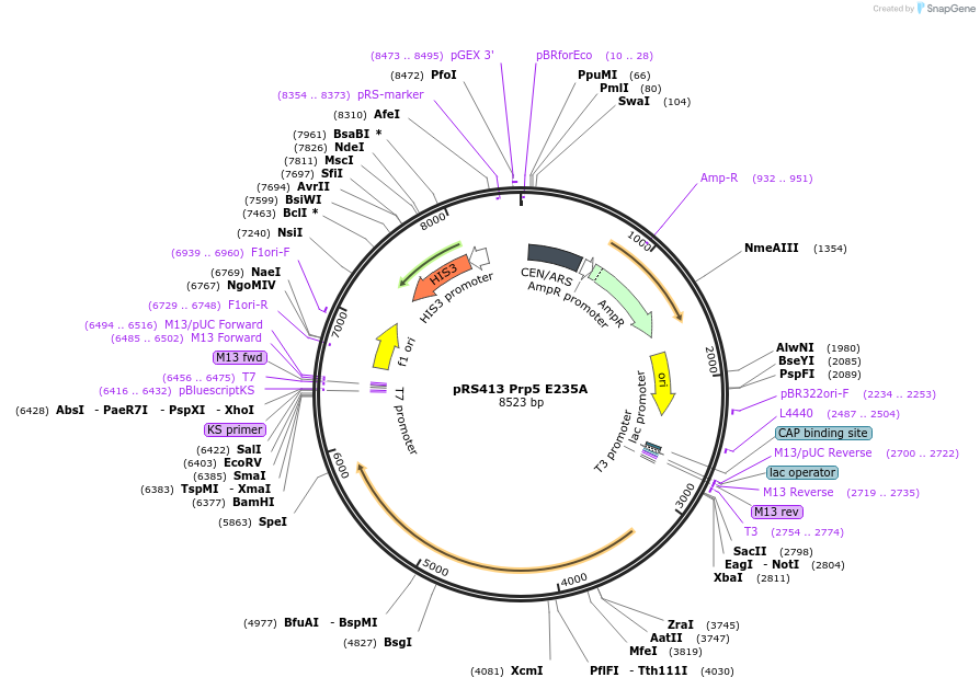 87601-plasmid-map-sequence-id-189179