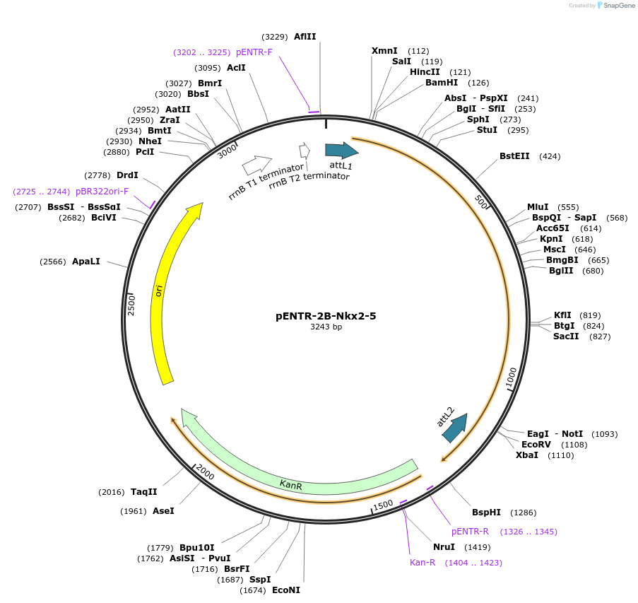 98612-plasmid-map-sequence-id-189184
