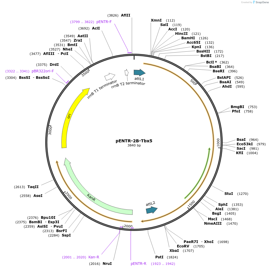98619-plasmid-map-sequence-id-189187