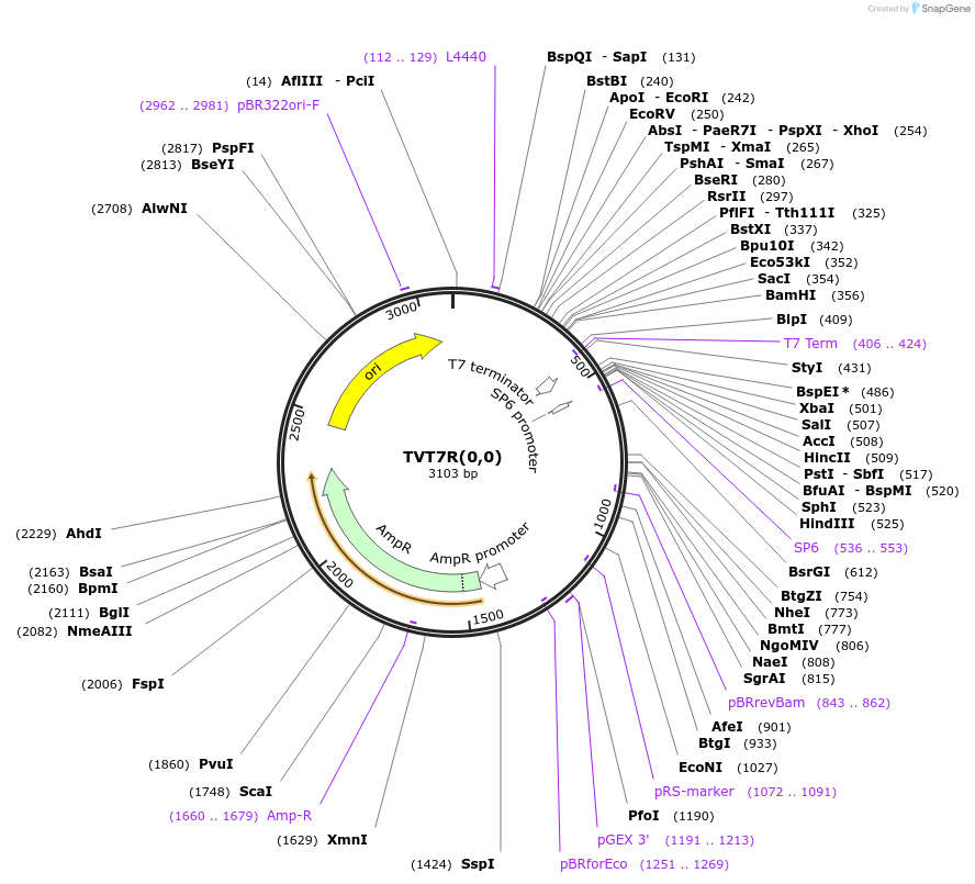 98631-plasmid-map-sequence-id-189189