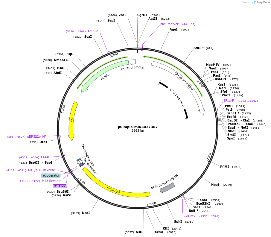 98748-plasmid-map-sequence-id-189190