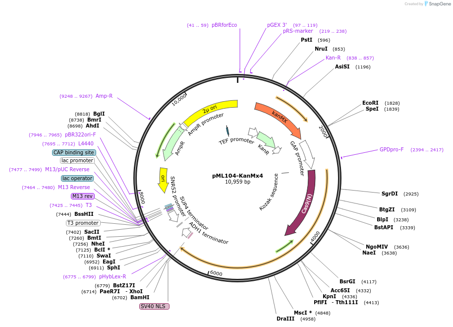 83476-plasmid-map-sequence-id-189195