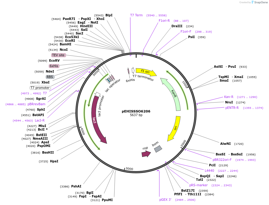 97065-plasmid-map-sequence-id-189198