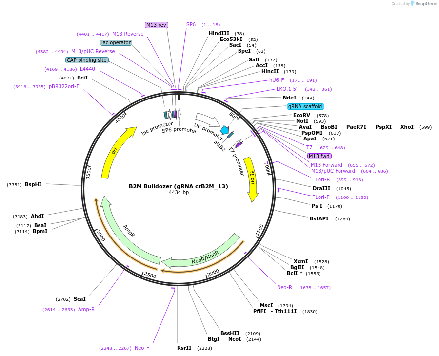84381-plasmid-map-sequence-id-189203