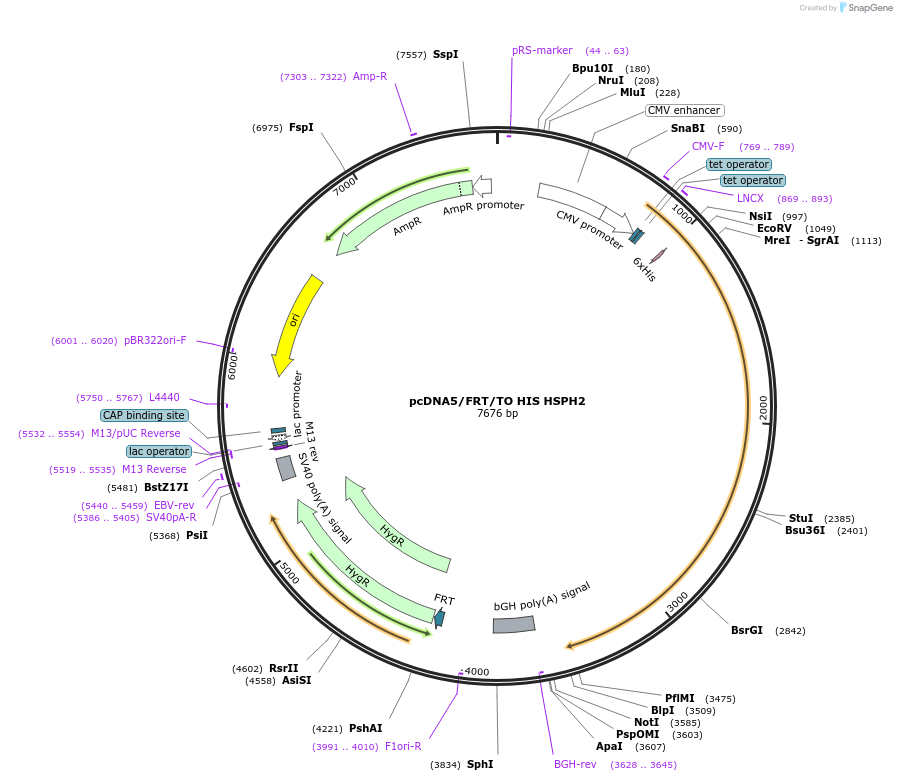 19535-plasmid-map-sequence-id-189229