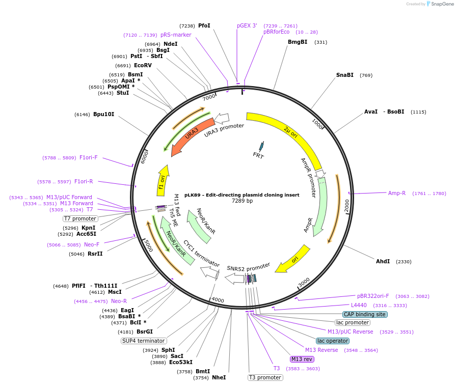 98846-plasmid-map-sequence-id-189230
