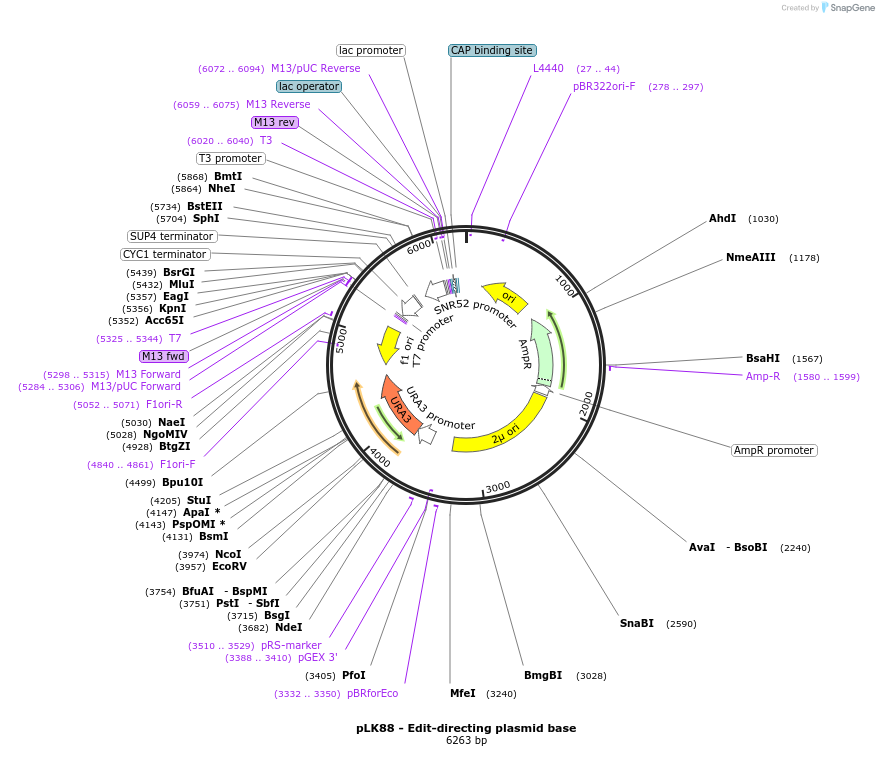 98814-plasmid-map-sequence-id-189231