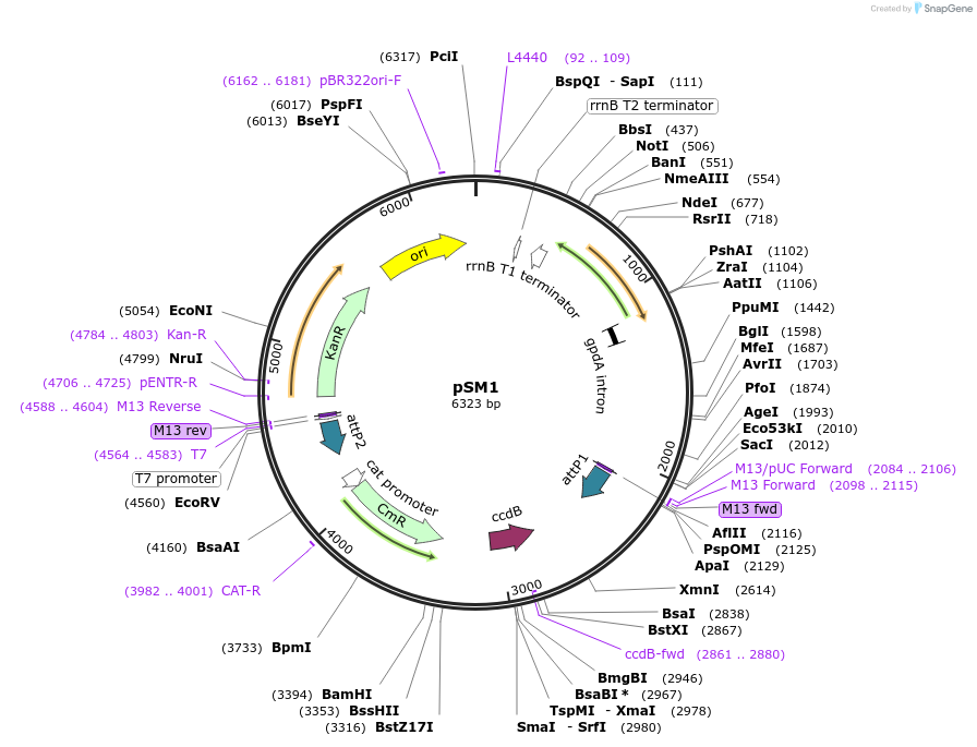 85752-plasmid-map-sequence-id-189234