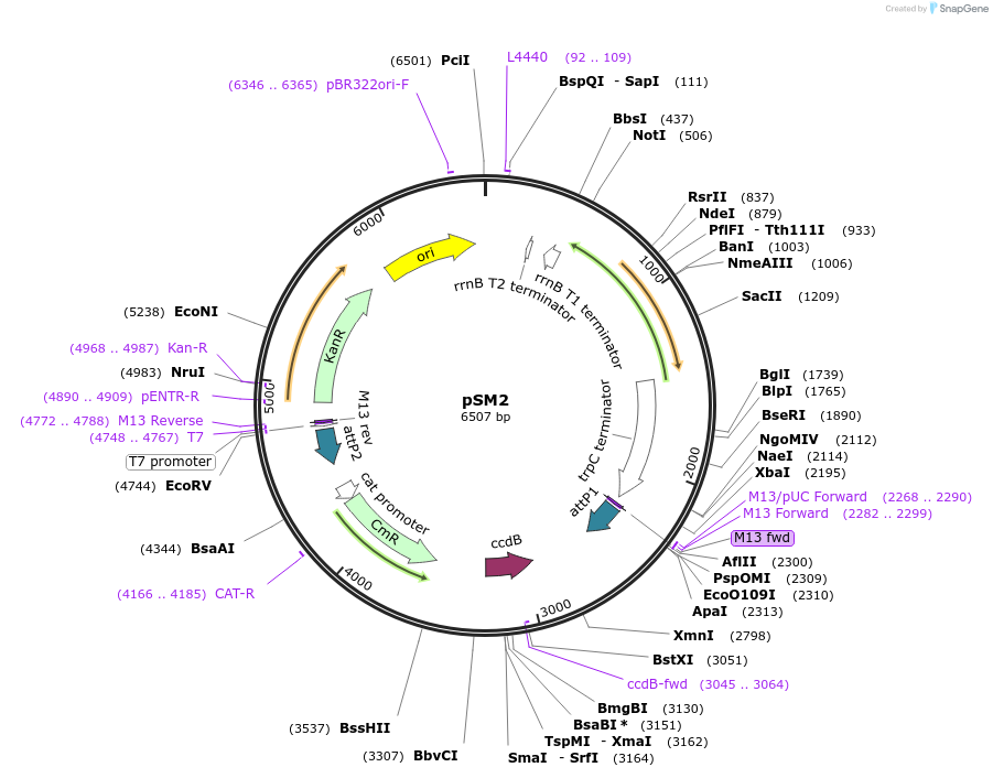85753-plasmid-map-sequence-id-189235