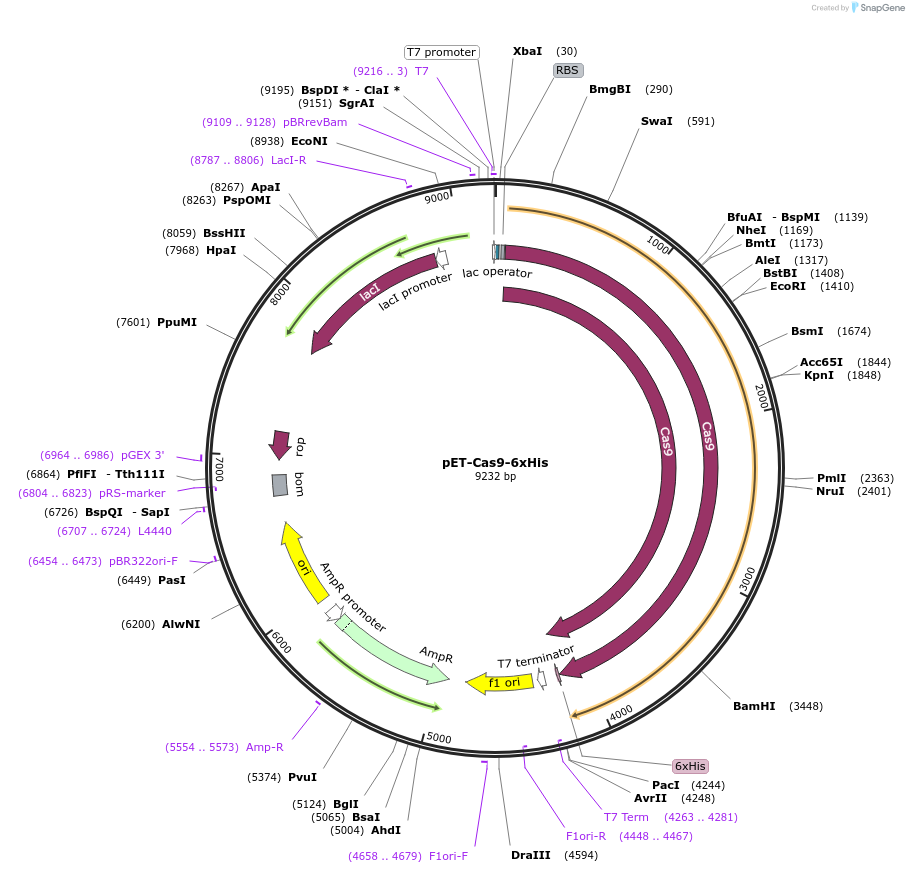 62374-plasmid-map-sequence-id-189236