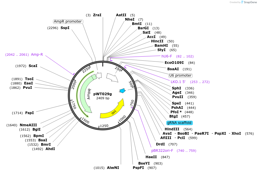 96860-plasmid-map-sequence-id-189239