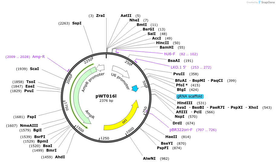 96857-plasmid-map-sequence-id-189244