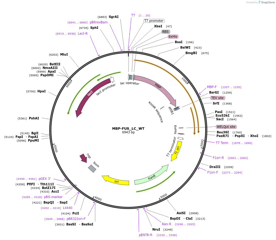 98653-plasmid-map-sequence-id-189254