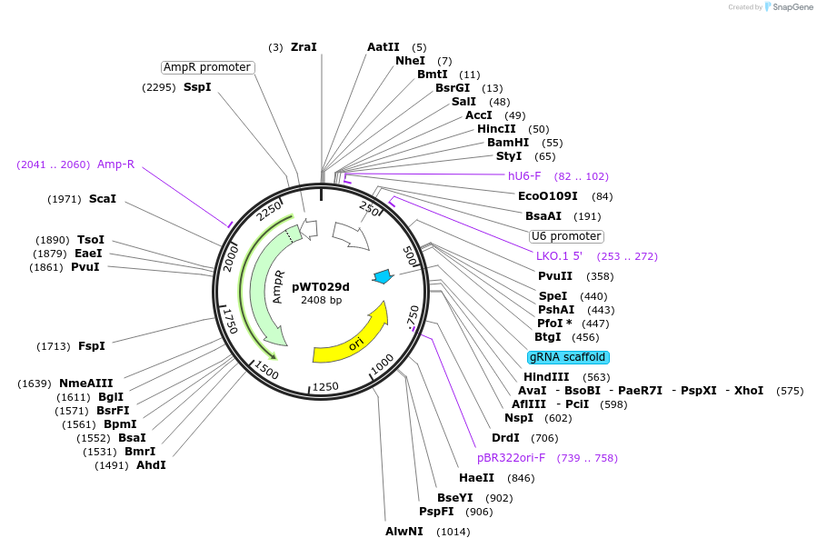 96859-plasmid-map-sequence-id-189256