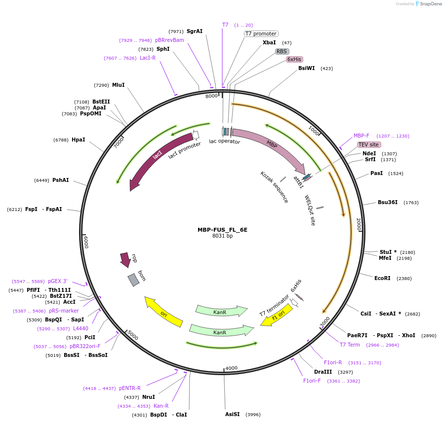 98655-plasmid-map-sequence-id-189259