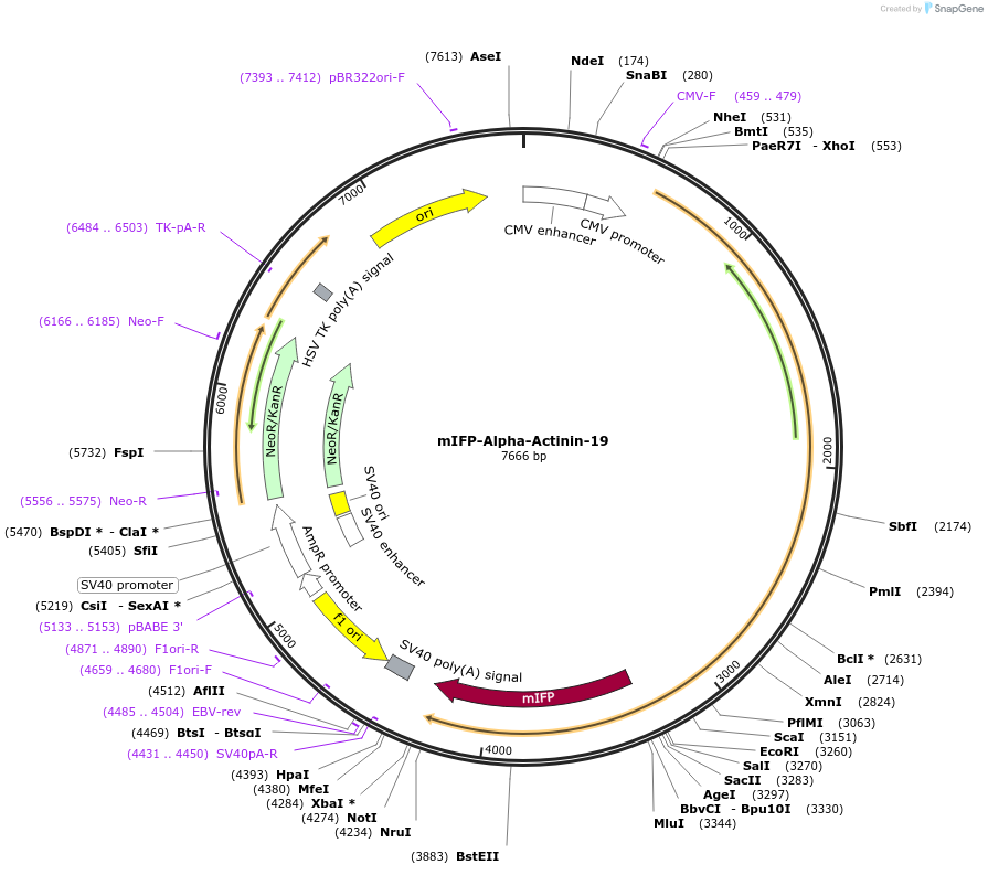 56210-plasmid-map-sequence-id-189262